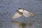 Black-crowned Night Heron in flight over a pond - Venice, Florid