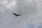 Black crowned night heron in flight under a gray cloudy sky Nycticorax nycticorax