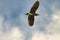 Black crowned night heron flying overhead with wings fully extended.