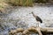 Black-Crowned Night Heron immature