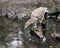 Black crowned Night-heron juvenile bird photos. Close-up profile view by the water with reflection. Rock and moss background.