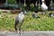 Black Crowned Night Heron at Lake Merritt