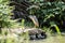 Black-crowned night heron natural portrait
