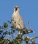 Black-crowned Night Heron, Nycticorax nycticorax