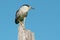 Black-crowned Night Heron - Nycticorax nycticorax