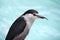 Black-crowned Night Heron (Nycticorax nycticorax)