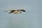 Black-crowned night heron, Nycticorax nycticorax, in flight