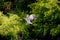 Black-crowned night heron (Nycticorax nycticorax) in flight in a green forest