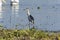 Black-crowned night heron Nycticorax nycticorax hunting along edge of Lake Chapala