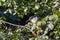 Black-crowned Night Heron (Nycticorax nycticorax) Outdoors