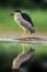 The black-crowned night heron Nycticorax nycticorax watching for fish in shallow water.Heron with reflection in water