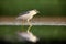 The black-crowned night heron ,Nycticorax nycticorax, watching for fish in shallow water.Heron with reflection in water. Night