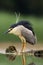 The black-crowned night heron Nycticorax nycticorax watching for fish in shallow water.Little night heron with a red eye and a