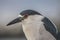 Black-crowned Night-Heron ocean bird with blue top and back and white chest and red eyes