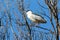 Black-crowned Night Heron perched on tree limb in bright sunlight.