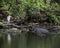 Black crowned Night-heron photo stock. Black crowned Nigh-Heron and alligator sharing their environment.