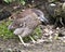 Black-crowned Night Heron Photos. Image. Portrait. Picture.  Close-up profile view. Moss rocks background. Juvenile bird