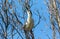 A Black-crowned Night Heron reaches up to break off a twig.