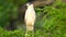 Black-crowned Night Heron Standing in a Tree