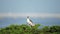 Black-Crowned Night Heron Standing in a Tree