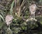 Black-crowned Night Heron Stock Photos. Portrait. Image. Picture. Two juvenile birds standing on moss rocks by the water