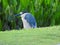 Black Crowned Night Heron at sunset