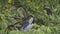 Black-crowned night heron (Taiwan birds ).