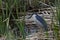 Black crowned Night Heron in Utah marsh