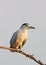 Black-crowned night heron: Wild Bird of India