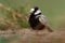 Black-crowned Sparrow-Lark - Eremopterix nigriceps in the desert of Boa Vista