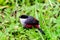 Black crowned waxbill foraging