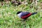 Black crowned waxbill foraging