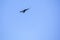 Black crows circling in the sky, horizontal