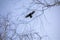 Black crows circling in the sky, between trees, horizontal