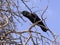 Black Crows, Corvus capensis, on Kalahari Tree, South Africa