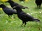 Black crows in park