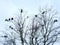 Black crows perched in the branches or a bare winter tree