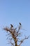 Black crows sit on the branches of a tree. Gloomy background. Storm cloud. birds on the tree. Bare dry branches.