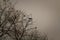 Black crows sitting on tree top. Birds sitting on bare tree branches in winter on grey sky