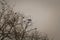 Black crows sitting on tree top. Birds sitting on bare tree branches in winter on grey sky background.