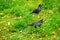 Black crows walk on the ground on a spring day.