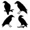 Black crows on a white background. Halloweens vector illustrations.