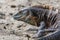 Black ctenosaur turning on the beach