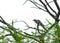 Black cuckoo shrike