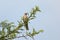 Black Cuckoo shrike