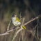 Black Cuckoo-shrike in Kruger National park, South Africa