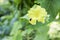 Black cucurbit beetle on the flower