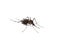 black culex mosquito isolated