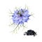 Black cumin blue flower black seeds isolated digital art illustration. Ayuverdic herb, flowering plant, nigella sativa