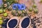 Black Cumin field , Nigella Sativa